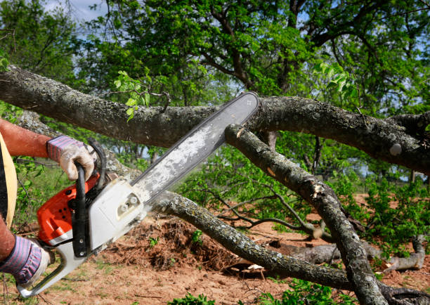 The Steps Involved in Our Tree Care Process in Cayce, SC